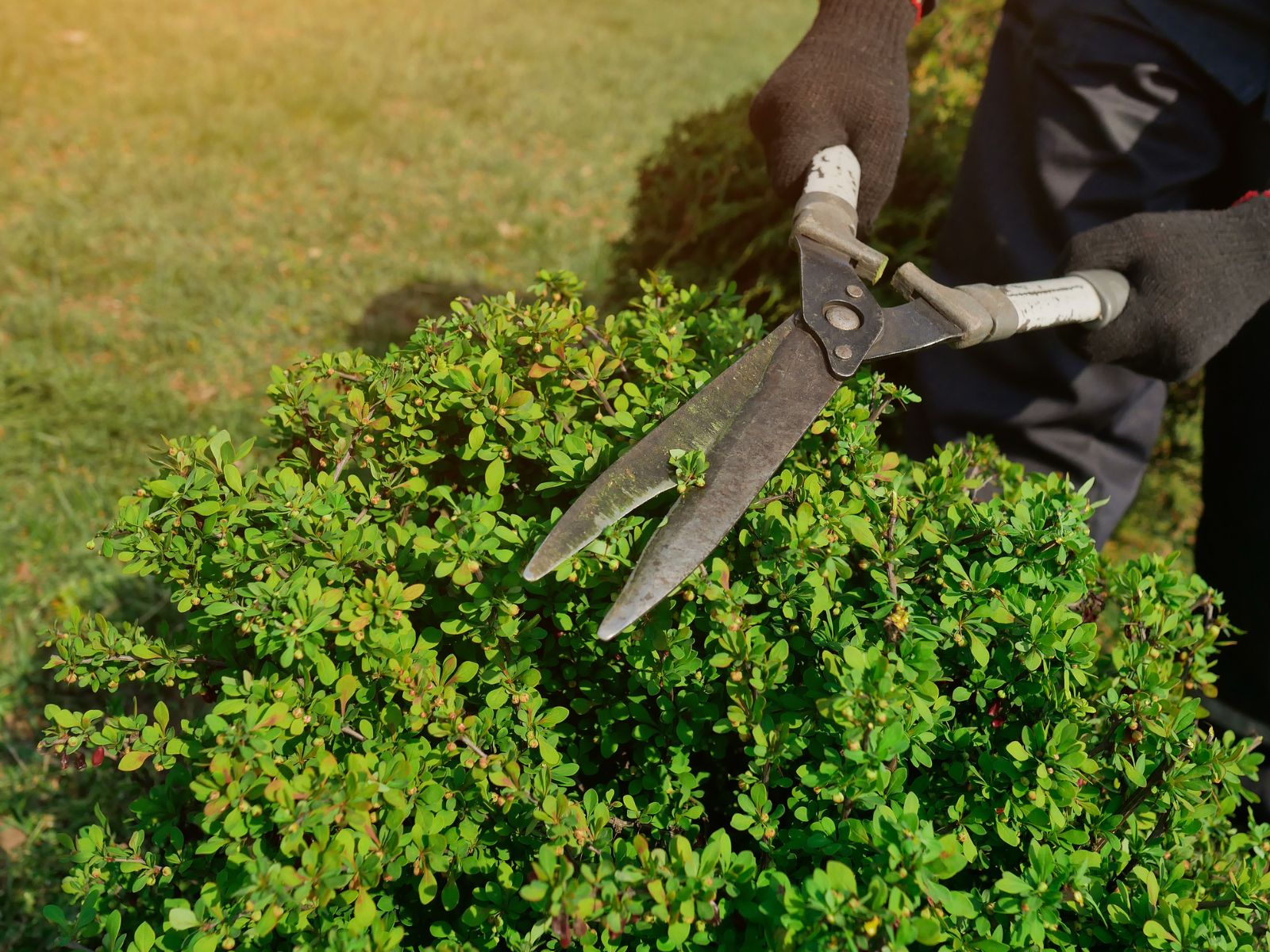 Giardinieri costretti all’aumento delle tariffe dall’aumento dei costi. L’applicazione delle nuove disposizioni aumenterà il ricorso agli abusivi e gli abbandoni.